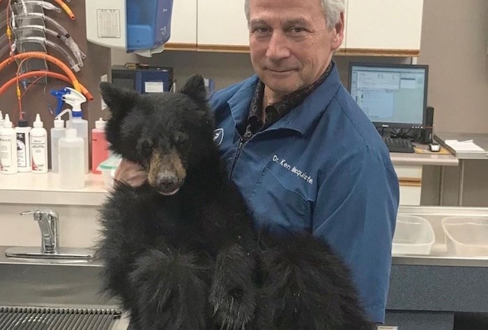  Black bear cub Hickory with Dr Ken Macquisten. Photo via Critter Care Wildlife Society.