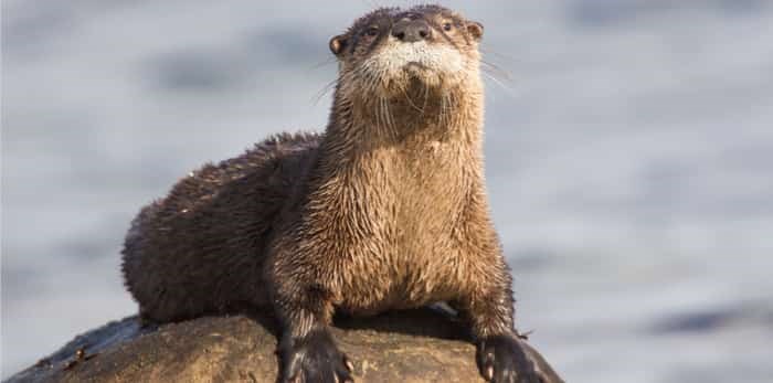  River otter / Shutterstock