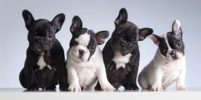  French bulldog puppies / Shutterstock