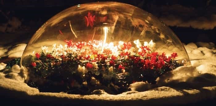  A Plexiglas dome highlights some flowers growing during the Christmas season at Park & Tilford Gardens in the 1970s. The dome let guests get a clear look at the flora while residual heat from the adjacent distillery acted like a greenhouse allowing the flowers to bloom in the middle of winter. photo supplied