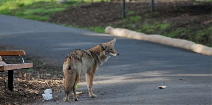  coyote / Shutterstock