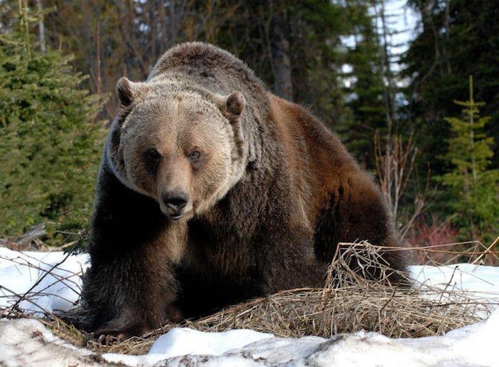  Resorts of the Canadian Rockies RCR / 