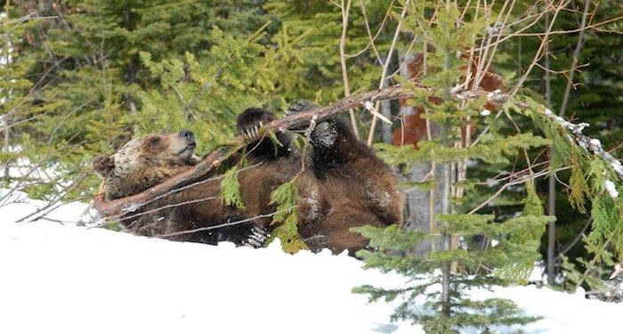  Resorts of the Canadian Rockies RCR / Flickr