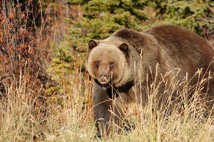  Resorts of the Canadian Rockies RCR / 