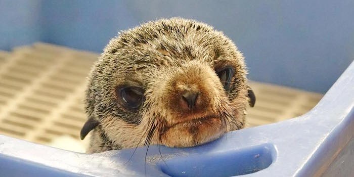  Mo is a seven-month-old fur seal pup (