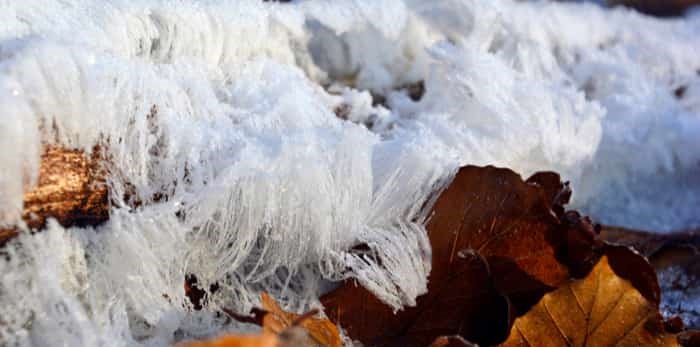  Ice hair on a dead branch / Shutterstock