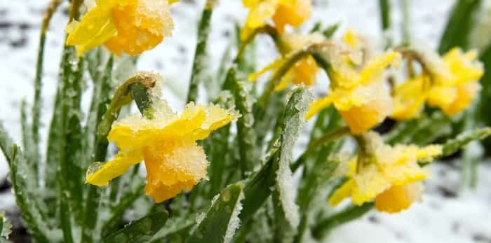  Daffodils covered with frost and snowfall.