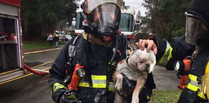  Delta firefighters tend to a French bulldog that suffered heavy smoke inhalation in a house fire on Lyon Road on Friday morning (Feb. 1). (City of Delta/Twitter photo)