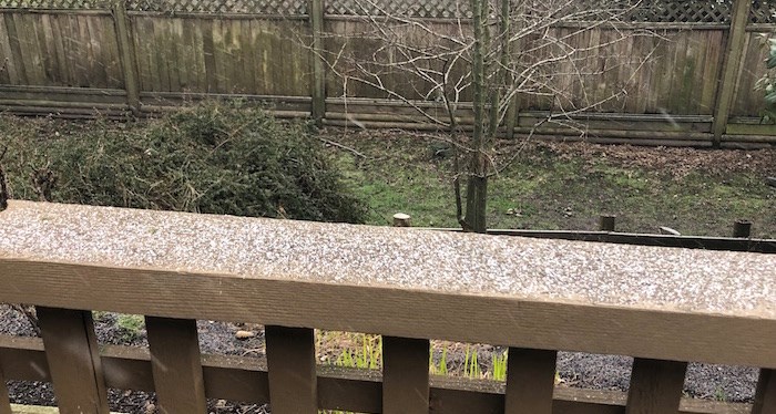  Snow in South Delta, B.C. on Feb. 3, 2019 (Lindsay William-Ross/Vancouver Is Awesome)