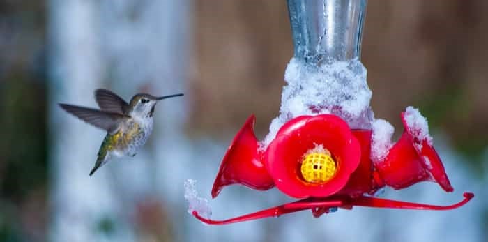  hummingbird at the feeder in the snow / Shutterstock