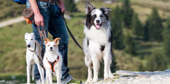  Hiking with dogs / Shutterstock