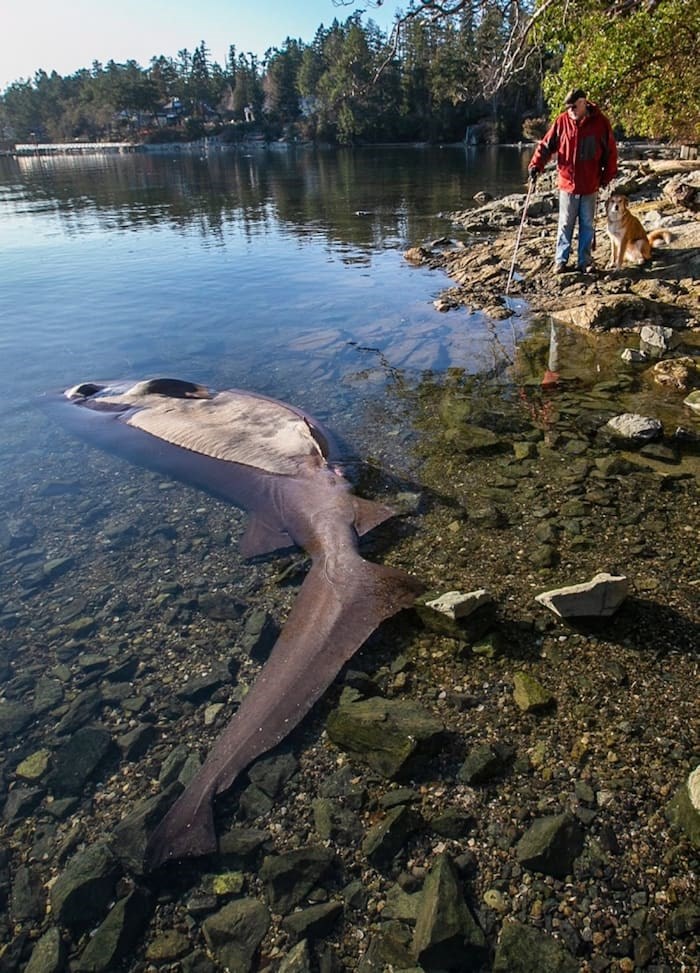  Andrew Prentice and his dog, Cody, get a look at a dead sixgill shark at Coles Bay on Tuesday, Feb. 5, 2019. Photo by Darren Stone/Times Colonist