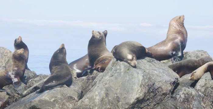  These sea lions off the coast of Steveston could soon be on the menu if a First Nations society gets the green light to kick off a commercial hunt. File photo, Richmond News