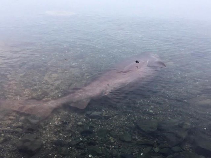  bluntnose sixgill shark found dead and washed up Tuesday in Coles Bay in North Saanich, north of Victoria, is shown in a handout photo. THE CANADIAN PRESS/HO-Fisheries and Oceans Canada