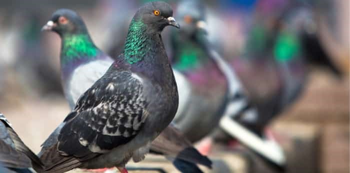  Pigeon closeup / Shutterstock