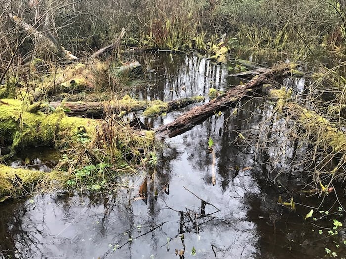  As part of the Talking Trees tour, we learned Coast Salish people use moss in many ways -- both historically and today. Photo Sandra Thomas