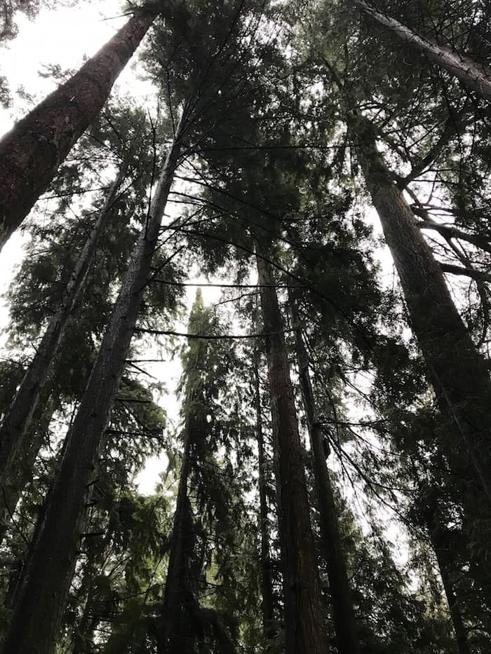  Just some of the massive trees still standing in Stanley Park, which give up their secrets during Talking Trees tours. Photo Sandra Thomas