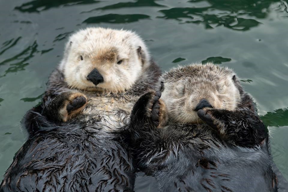  Couple Goals. Photo Courtesy Vancouver Aquarium