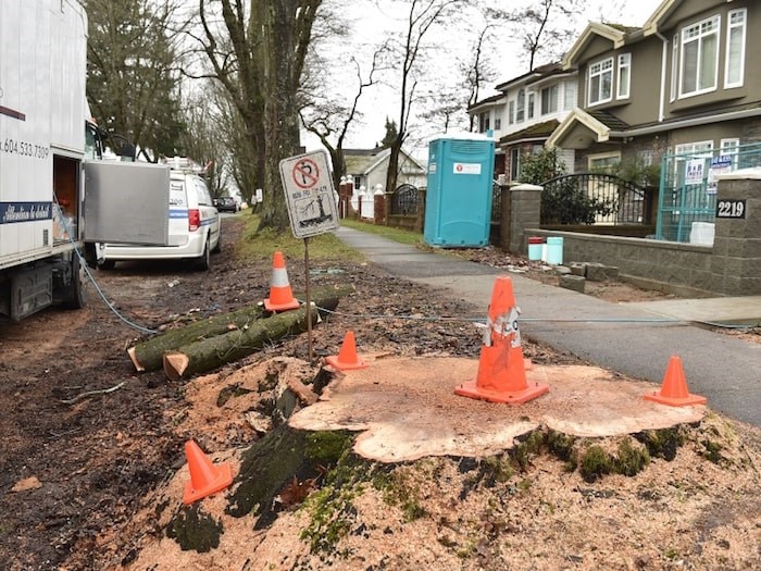  One resident raised concerns over the recent removal of two large oak trees on East 43rd Avenue. Photo Dan Toulgoet