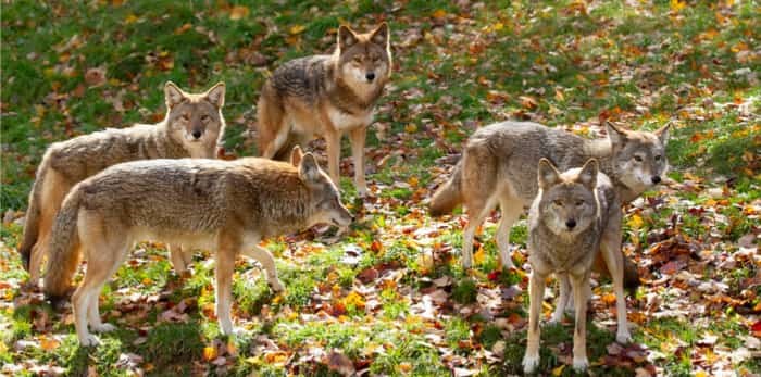  Coyotes (Canis latrans) standing in a grassy green field in the golden light of autumn in Canada / Shutterstock