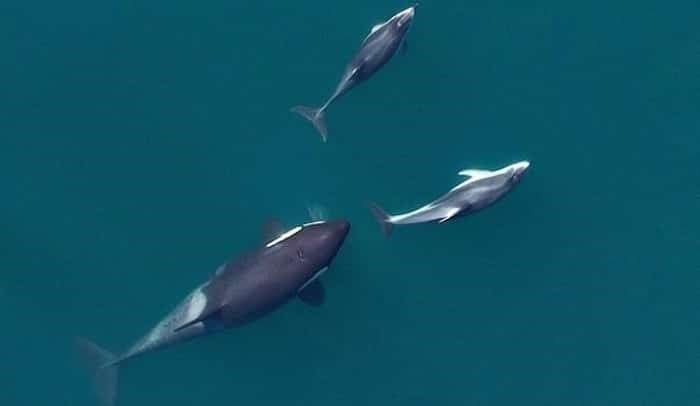  Photo: Ocean Wise, National Oceanic and Atmospheric Administration