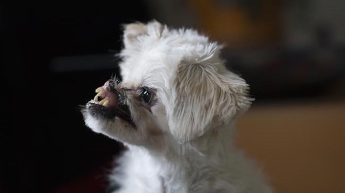  Mugsy, a Maltese-Japanese Spitz dog poses for a photo at her new home in Burnaby, B.C., on January 25, 2019. A seven-month-old puppy from Iran that had acid thrown on her face underwent a surgery in Vancouver on Tuesday morning. 