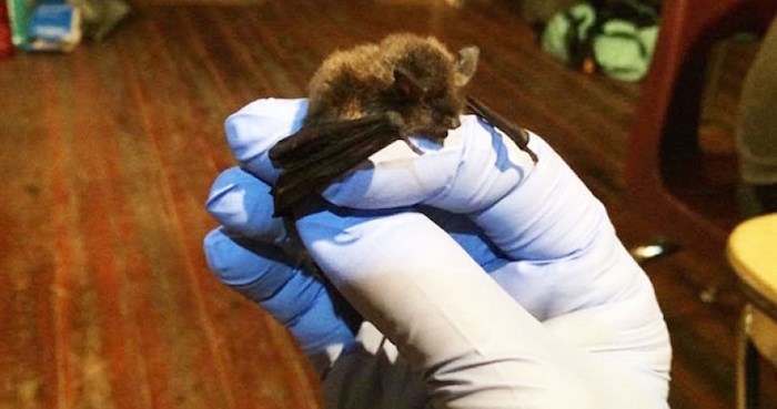  Metro 鶹ýӳsays the bats are respectful guests and aren't damaging the century-old home. Photo courtesy Metro Vancouver.