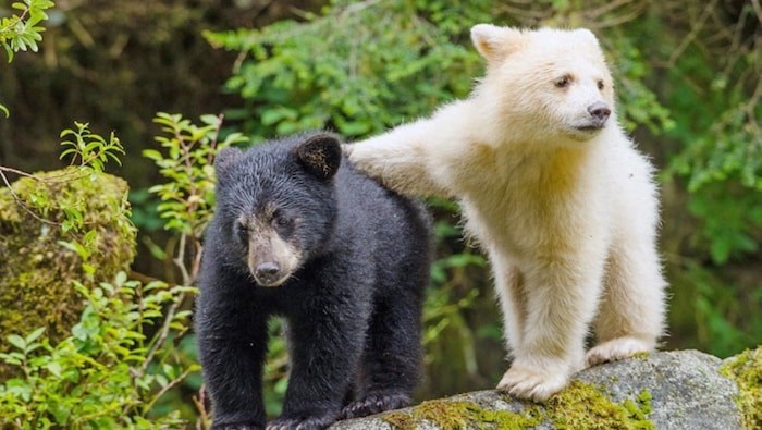  White bears are within the black bear species, but with a recessive gene that turns their fur all white. These two bear cubs are siblings in the Great Bear Rainforest. Photo by Ian McAllister