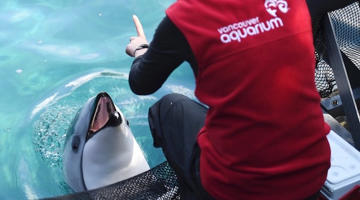  Working with dolphins at the Vancouver Aquarium. Photo Dan Toulgoet