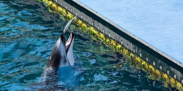  2016-Sept-04: Pacific whtie-sided dolphin catches a fish at Vancouver Aquarium located at Stanley Park Vancouver British Columbia Canada / Shutterstock