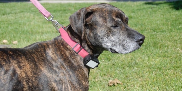  An example of a dog shock collar. Photo courtesy BC SPCA