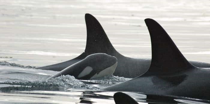  A killer whale calf surfaces, surrounded by his family / Shutterstock