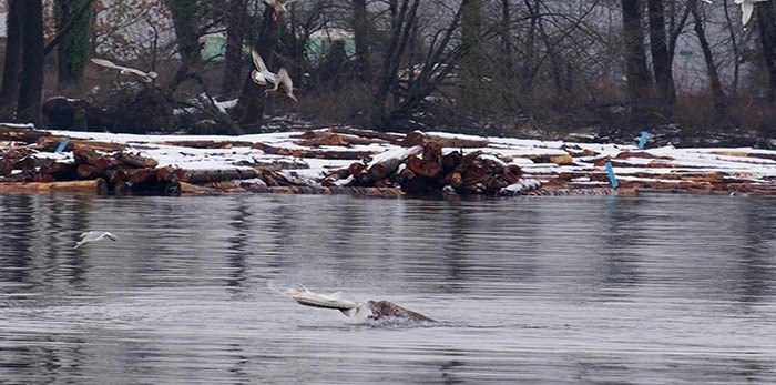  The sea lion chomped the sturgeon in half.