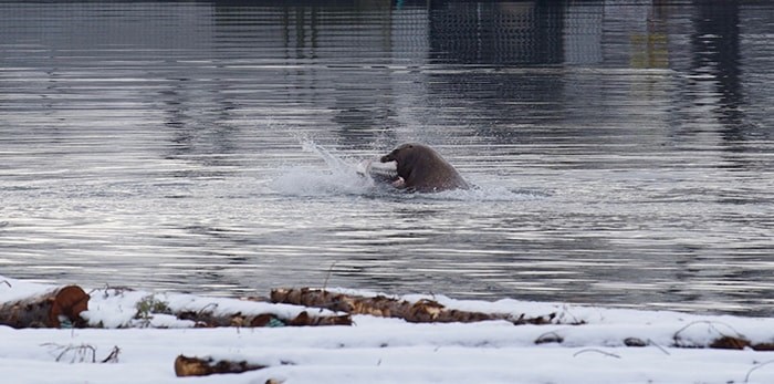  The sea lion chomped the sturgeon in half.