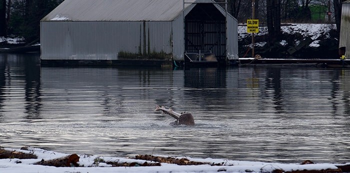  The sea lion chomped the sturgeon in half.