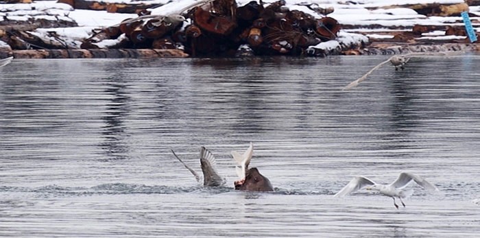  The sea lion chomped the sturgeon in half.