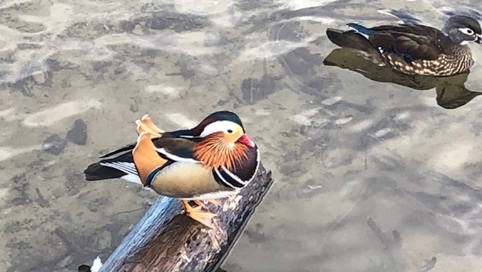  The Mandarin duck hopped up on a log to be photographed on Sunday. Photo by Zaheen Rhemtulla