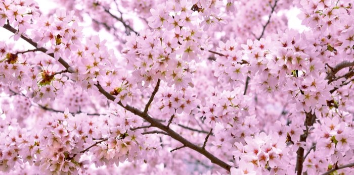 Cherry blossoms/Shutterstock