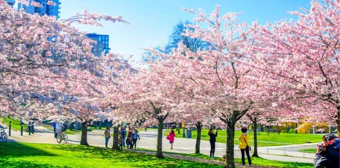  Cherry blossoms in Vancouver / Shutterstock