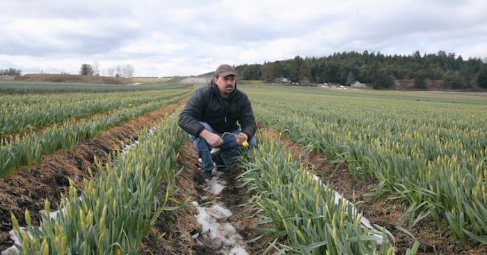  Ryan Vantreight surveys daffodil fields on the Saanich Peninsula. Photo by Adrian Lam/Times Colonist