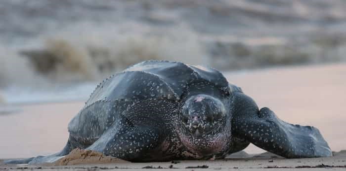  Leatherback sea turtle / Shutterstock