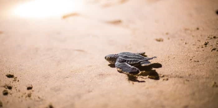  baby leatherback sea turtle on the beach / Shutterstock