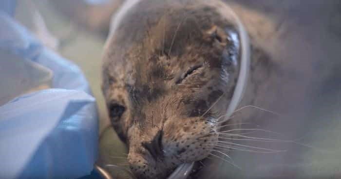  Vancouver Aquarium