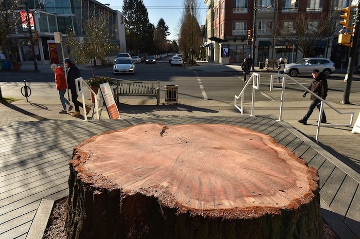  This large stump is all that remains of a historic sequoia tree that stood in Kerrisdale for almost 90 years. Photo by Dan Toulgoet