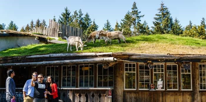  Coombs, CANADA - September 02, 2018: Goats on roof at Old Country Market on Vancouver island. / Shutterstock