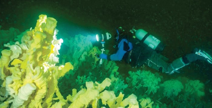  Marine Life Sanctuaries Society director Glen Dennison dives 115 feet of Halkett Point to find vegetation once thought to have gone extinct 40 million years ago: glass sponge reefs. Fisheries and Oceans Canada has established eight new marine refuges in Howe Sound. Photo supplied