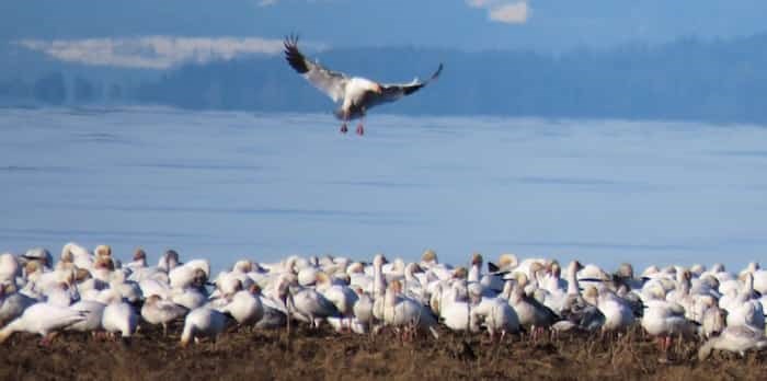  Amateur wildlife photographer Kate Paton captured images of these snow geese in Richmond in February 2019. Photo: Kate Paton