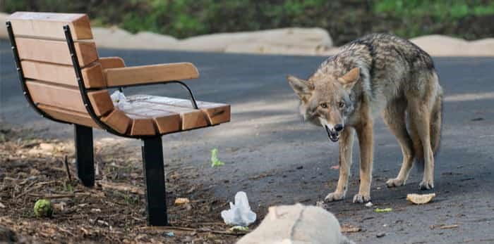  An urban coyote / Shutterstock