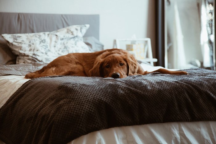  Beds should be a phone-free-zone. Pets however, are encouraged.