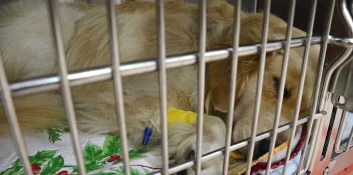 The BC SPCA is looking to protect animals from abuse. NOW FILES